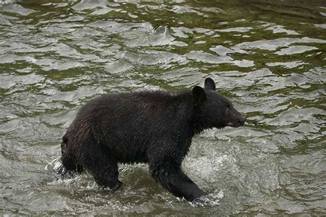 Visit Ketchikan Alaska Wildlife photos from Ketchikan