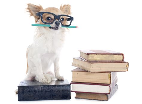 chihuahua and books - SNIFFERS Doggie Retreat