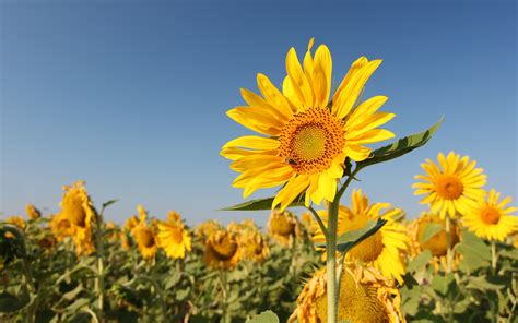 nicu's FOSS'n'stuff: Sunflower wallpapers