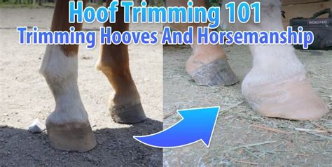 Horse Hoof Trimming 101 – Getting Started Trimming Your Own Horse’s Hooves – Stable Horse Academy