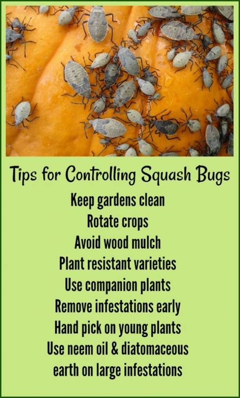 Control Squash Bugs 10 ways - How to Kill Squash Bugs