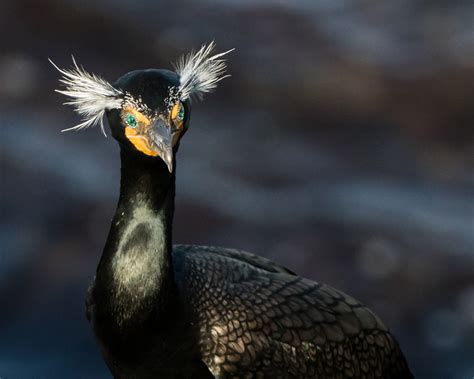 Bird of the Week: Double-crested Cormorant – Travis Audubon