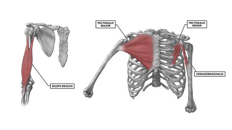 CrossFit | Shoulder Muscles, Part 1: Anterior Musculature