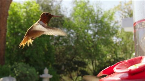 Watching A Hummingbird In Slow Motion Is Still Pretty Majestic | Gizmodo Australia