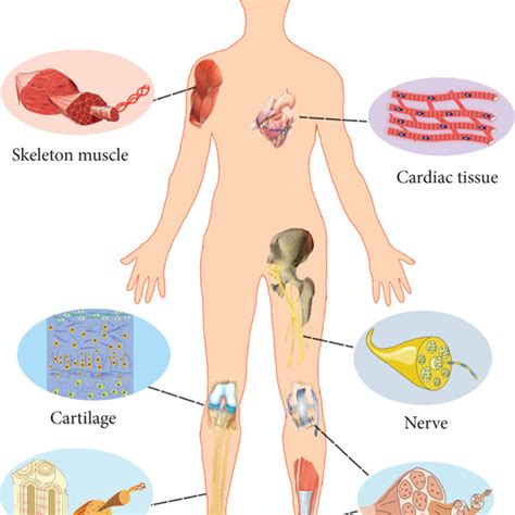 Illustration of typical tissues with fibrous structures whose ...