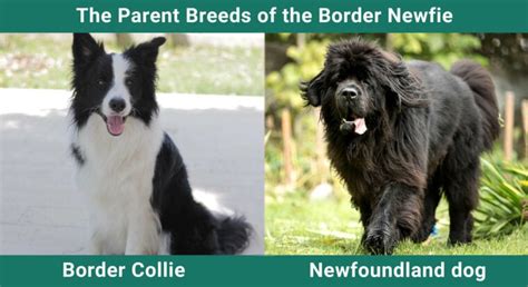 Border Newfie (Newfoundland Dog Border Collie Mix): Care, Pictures, Info & More | Pet Keen