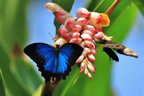 Ulysses Butterfly Decline - Australian Butterfly Sanctuary