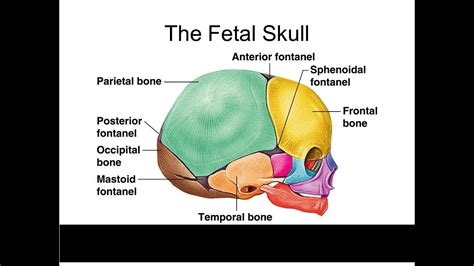 Fetal skull fontanels