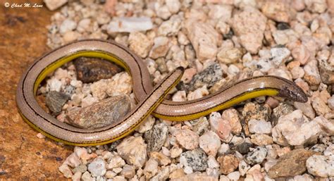 Southern Sierra Legless Lizard - Anniella campi