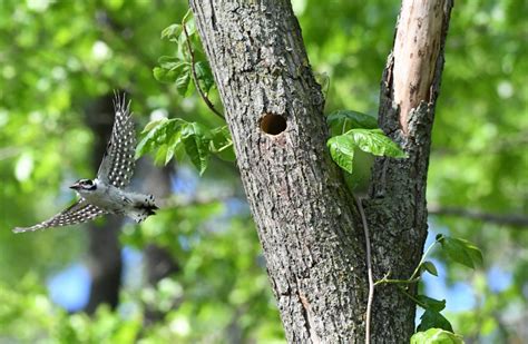 NestWatch | Downy Woodpecker Nest - NestWatch