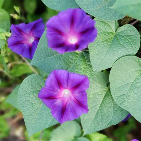 Purple Morning Glory- Ipomoea purpurea - Mountain Top Seed Bank