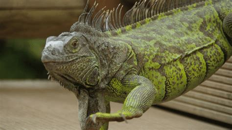 Iguana Care - Caring for Pet Iguanas, Ideas and Tips | VetBabble