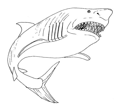 Great White Shark Coloring Page at GetColorings.com | Free printable ...