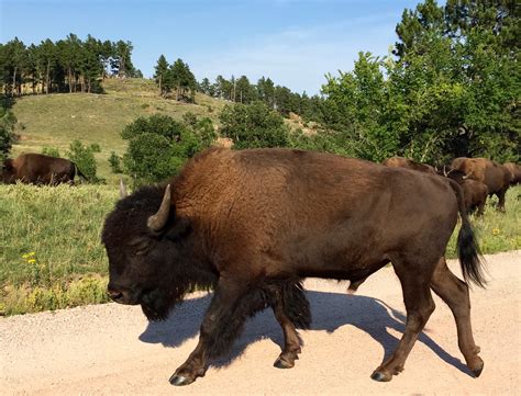 Custer State Park, South Dakota – Wildlife, History and Fun! - The Homespun Chics