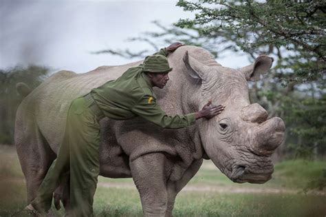 Last male white rhino dies after health complications, leaving only 2 ...