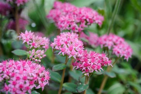 10 plants for dry soil - gardenersworld.com