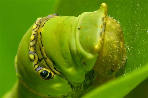 caterpillar- lime butterfly | B_cool | Flickr