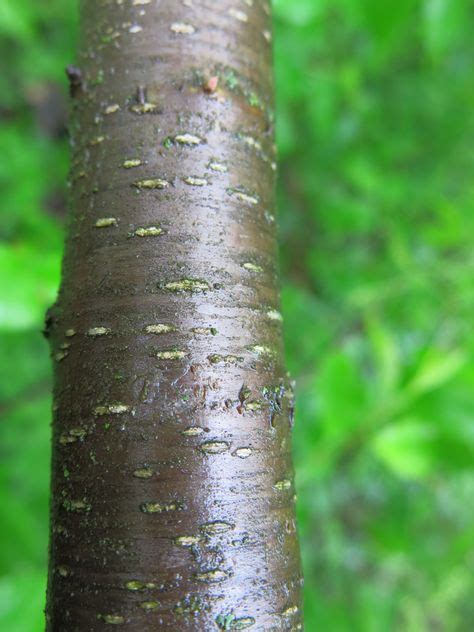 13 Best Wild cherry bark ideas | cherry bark, herbalism, cherry