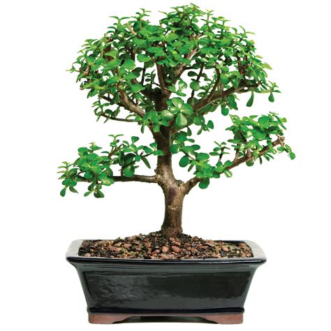 Dwarf Mini Jade Bonsai Tree