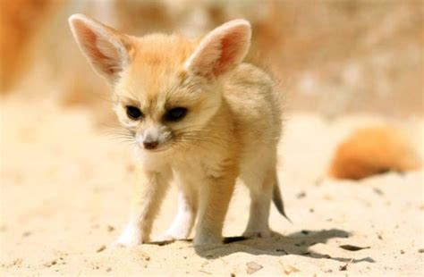 Fennec Fox as Pets? Things to know before taking them as pets!