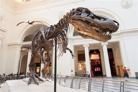 Goodbye Sue: World's Largest Dinosaur Takes Her Spot at Field Museum ...