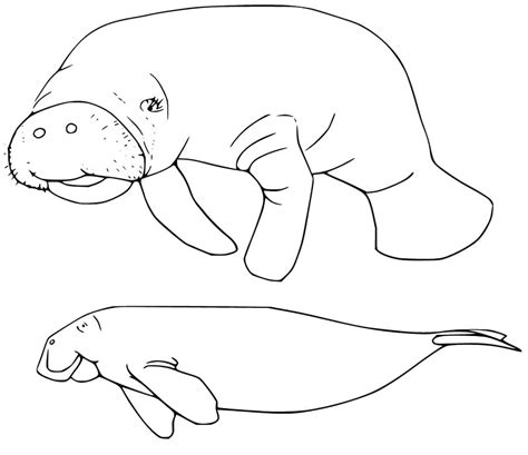 Manatee 4 Coloring Page - Free Printable Coloring Pages for Kids