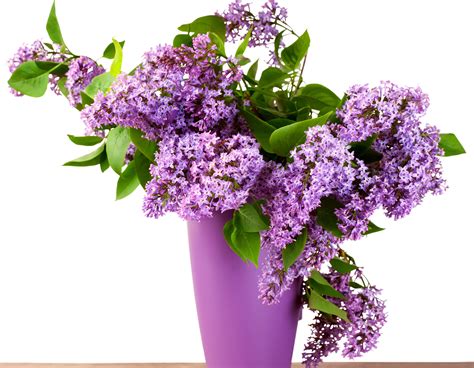 4K, 5K, Lilac, Vase, HD Wallpaper | Rare Gallery