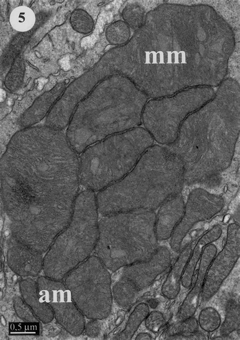 Giant mitochondria in the retina cone inner segments of shrews of genus Sorex (Insectivora ...