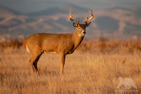 Wild Colorado - Fascination Wildlife