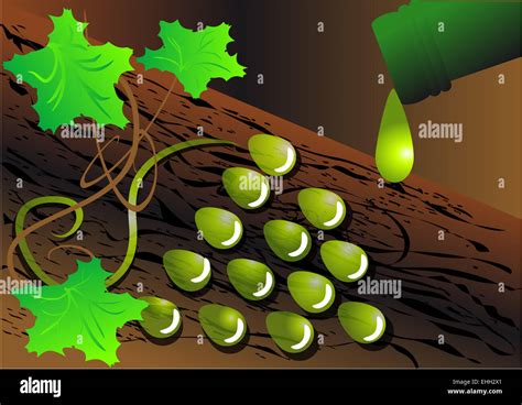 bunch of grapes Stock Photo - Alamy