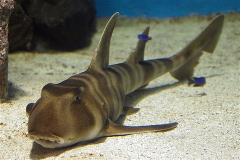 Guide to Different Types of Sharks | HubPages