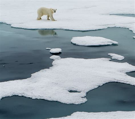 Polar Bears Spend An Extra Month on Land Annually as Sea Ice Declines, Study Finds - Ursus Maritimus