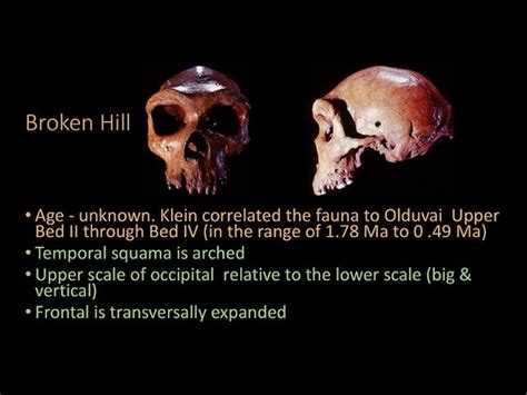 Occipital Torus Neanderthal