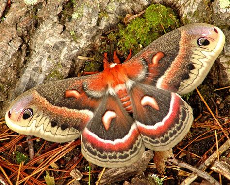 Hyalophora cecropia moth with its 6" wingspan! | Cecropia moth, Beautiful bugs, Moth art