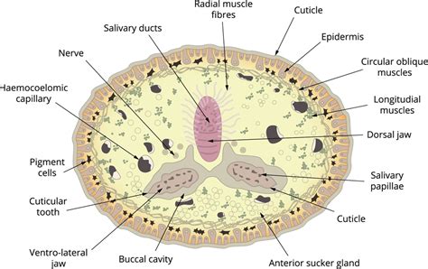 Digestive system of leech — lesson. Science State Board, Class 10.