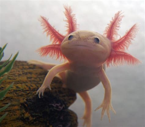 Axolotl Axolotl Weird Looking Animals Axolotl Cute | Images and Photos ...