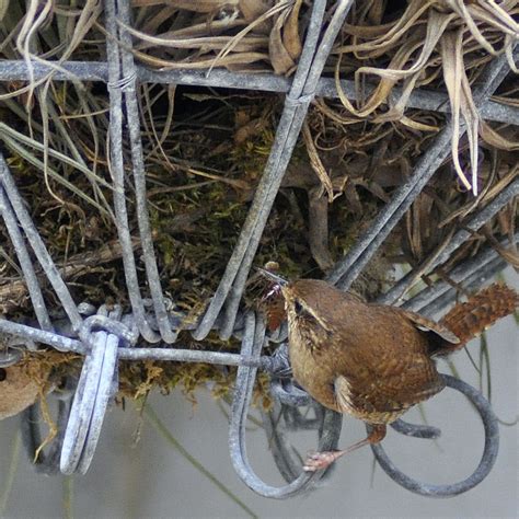 Wren’s nesting in the garden | small tales