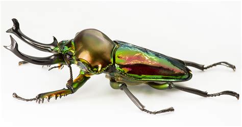 Rainbow Stag Beetle: Unveiling Nature's Most Beautiful Insect