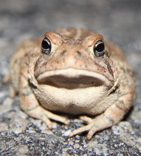 Ribbit | Frog and toad, Toad, Incredible creatures