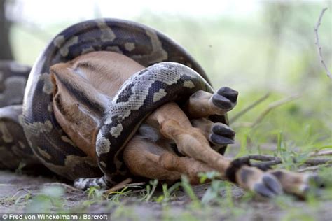 Open wide... Eight-foot python dislocates jaws to scoff young impala whole | From the Trenches ...