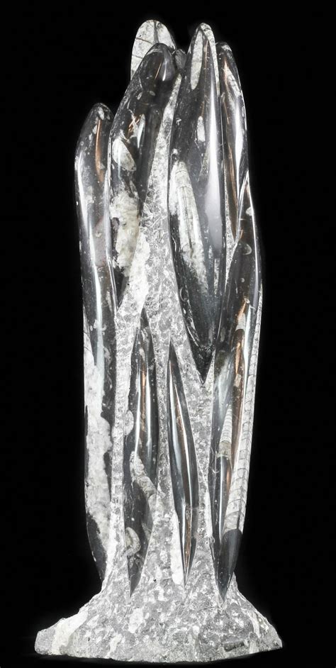 19.5" Tall Tower Of Polished Orthoceras (Cephalopod) Fossils (#61201 ...