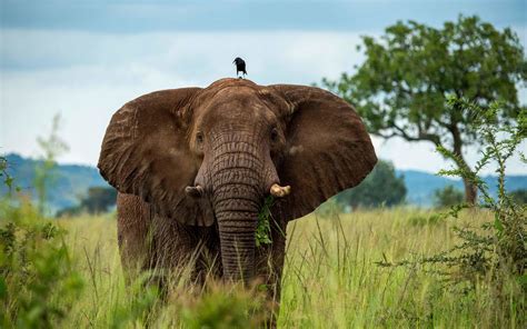 Small Bird on Top of Elephant's Head - Image Abyss