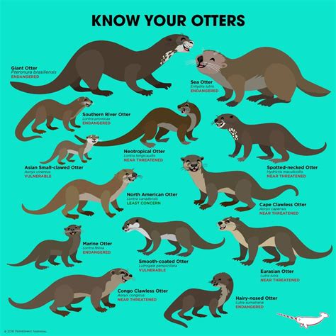 Know Your Otters: The 13 Species : r/Otters