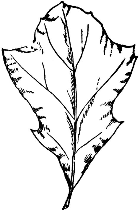 Black Oak Leaf | ClipArt ETC