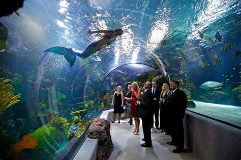 Mermaid aquarium | Mermaid pictures, Merfolk, Mermaid