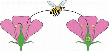 Basics of Pollination - Southern Oregon Beekeepers Association