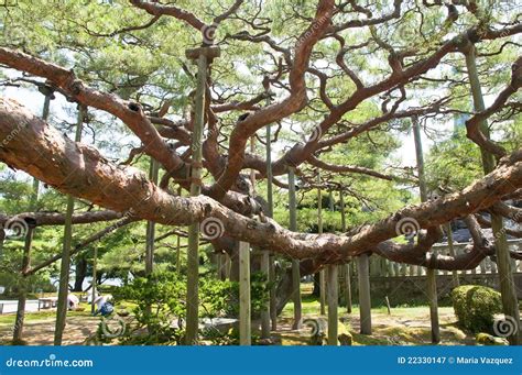 Ancient tree stock image. Image of fresh, wood, asia - 22330147