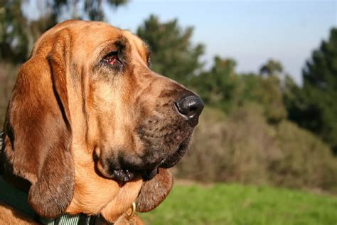 Bloodhound (Chien de St. Hubert): caratteristiche e origini della razza ...