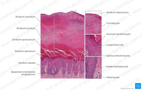 Skin: Cells, layers and histological features | Kenhub