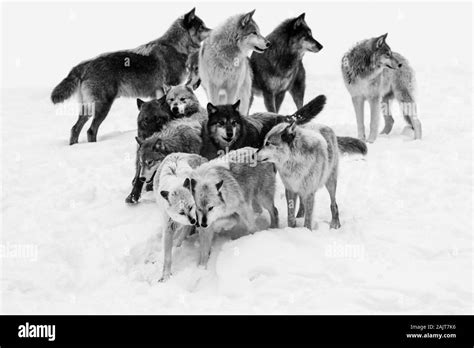 Black And White Wolves